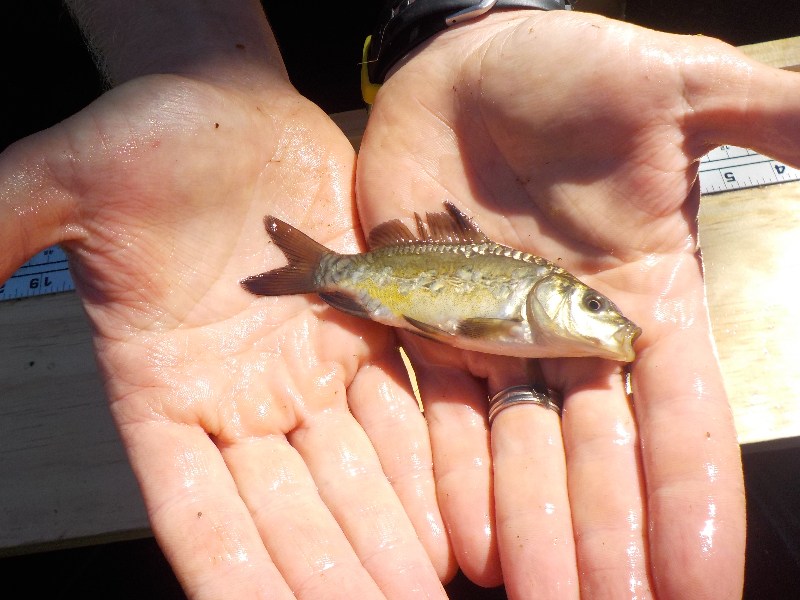 Jordan Wein, general manager of Carp Solutions, holds a very young mirror carp, a type of common carp not entirely covered with scales, that was caught in a trap net.