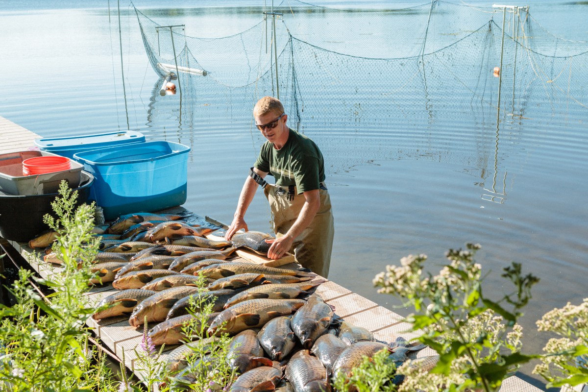 Jordan Wein, general manager of Carp Solutions, measures adult carp after they were caught using a box net.