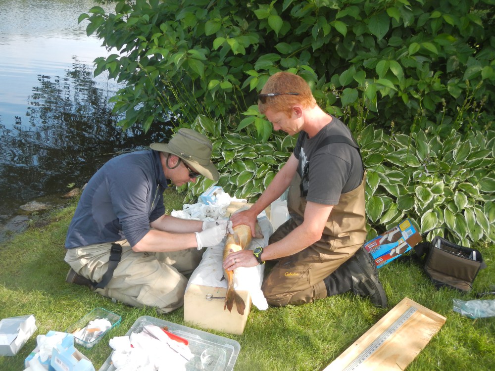 CEO Przemyslaw Bajer, left, and general manager Jordan Wein of Carp Solutions implant a radio transmitter into an adult carp caught at Minnesota’s Lake Ardmore.